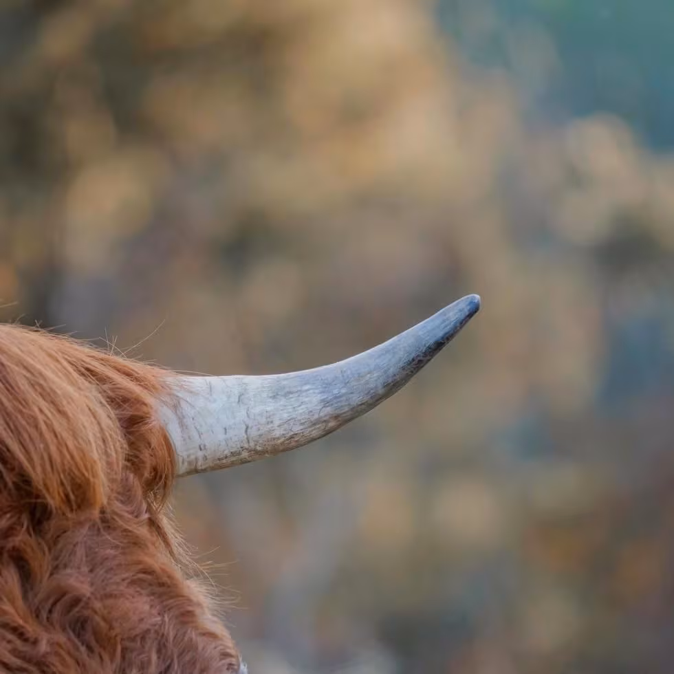 Agricultor muere tras ser corneado por su vaca en su estancia
