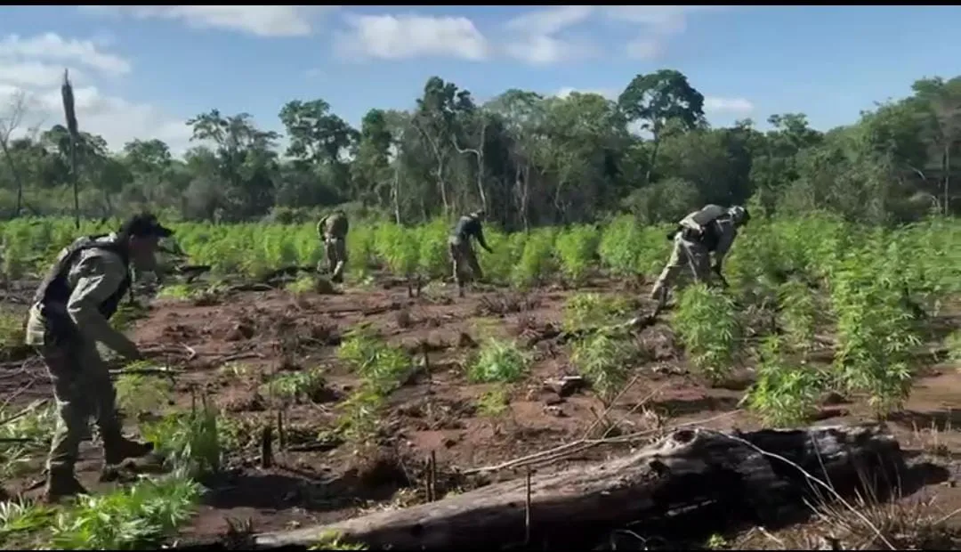 Senad elimina más de 9 toneladas de marihuana en Amambay
