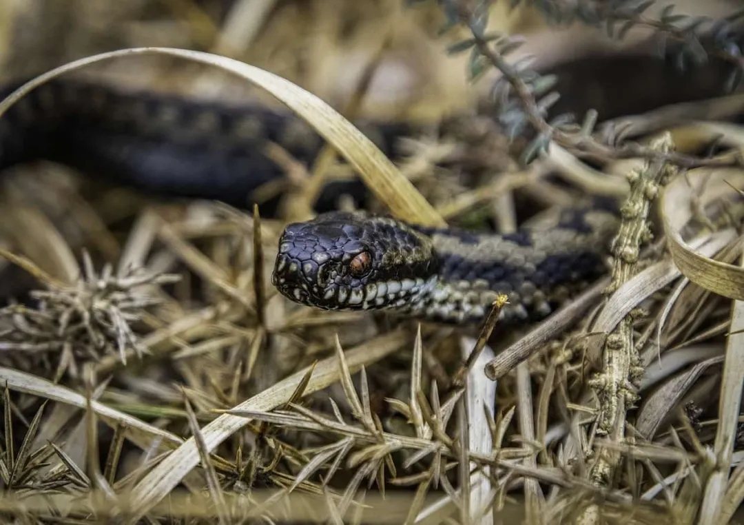Hombre de 30 años sufre mordedura de serpiente en comunidad indígena