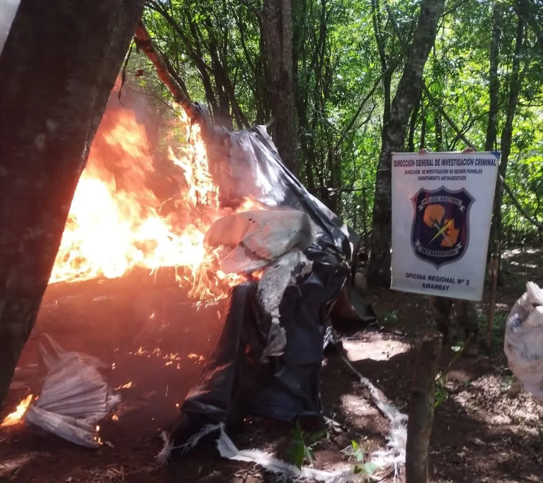 Destruyen ocho hectáreas de marihuana en el Distrito de Cerro Cora.