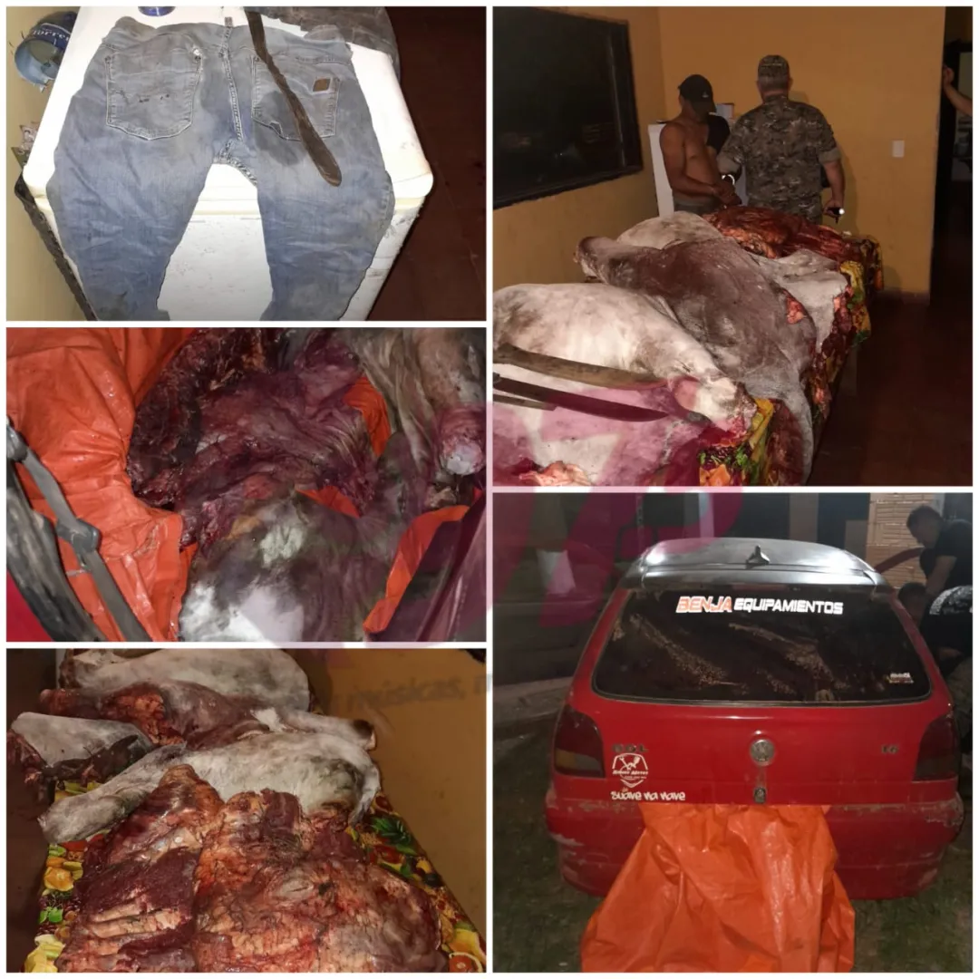 Hombre aprehendido por transportar carne sospechosa de abigeato y faenamiento clandestino