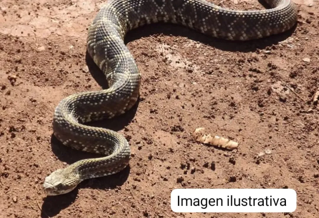 Niña de 3 Años mordida por una serpiente en Comunidad Indígena de Amambay