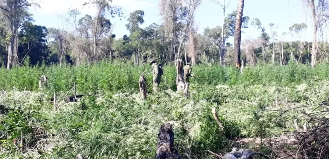 Destruyen 15 hectáreas de marihuana en comunidad indígena de Cerro Corá