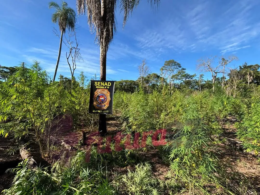SENAD destruye 12 toneladas de marihuana en Bella Vista Norte