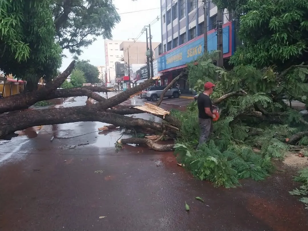 Fuerte tormenta en PJC provoca inundaciones y la caída de un árbol de gran porte