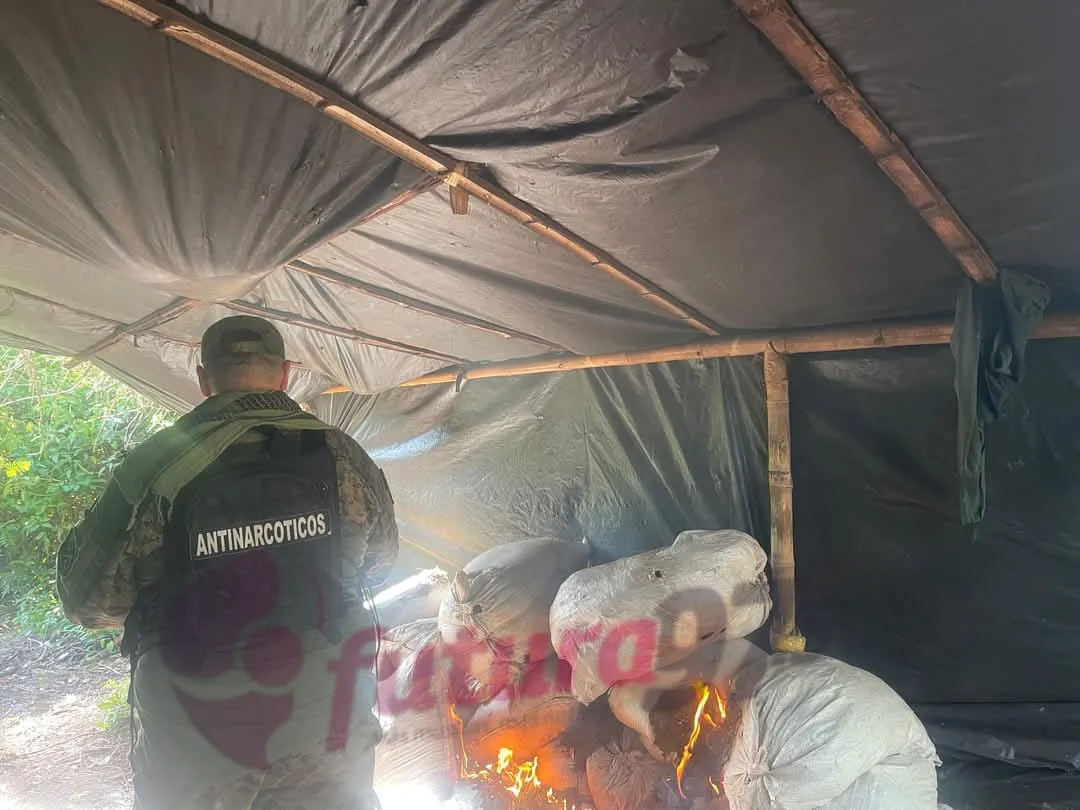 Destruyen 11 hectáreas de marihuana en Capitán Bado