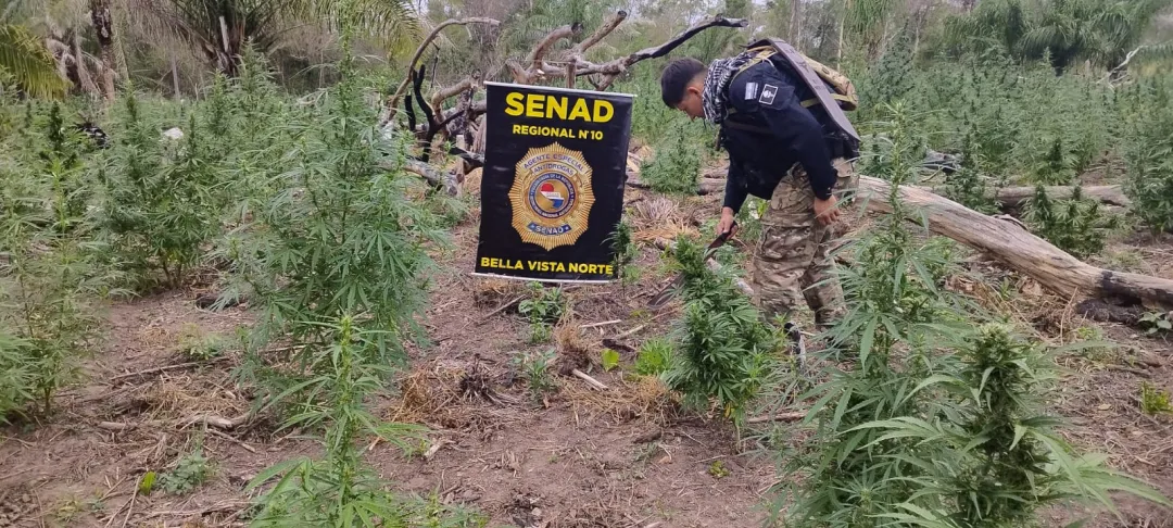 SENAD anula 15 toneladas de marihuana en Bella Vista Norte