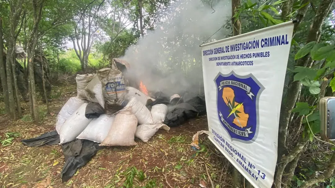 Allanamiento Rural en Amambay: Destruyen plantación de marihuana en crecimiento