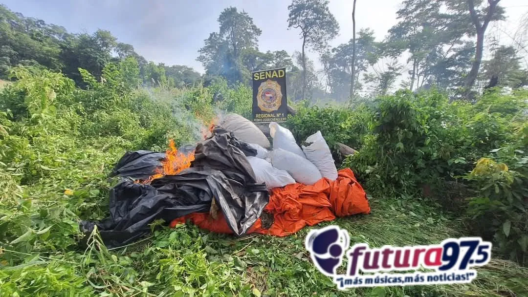 Senad elimina 20 toneladas de marihuana en Cerro Corá, Amambay