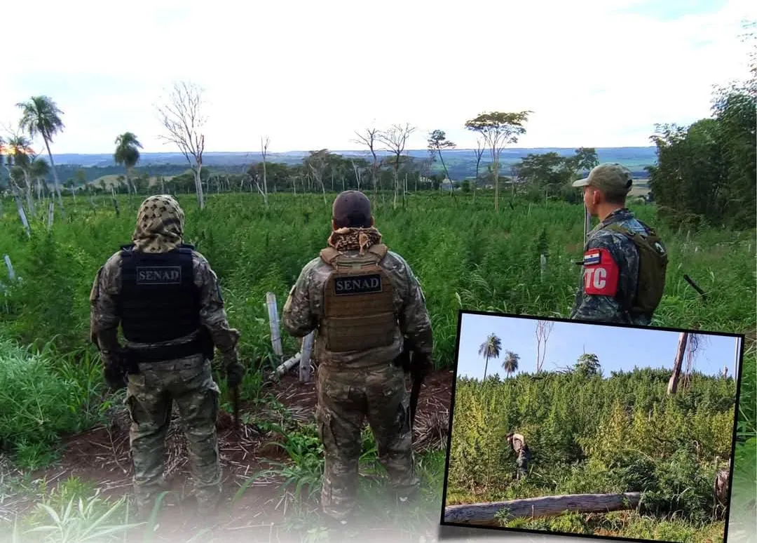 SENAD y el CODI anularon 45 toneladas de Marihuana en Amambay