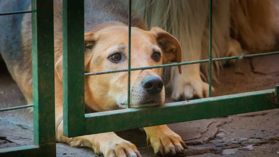 Denuncian supuesto caso de zoofilia en Pedro Juan Caballero