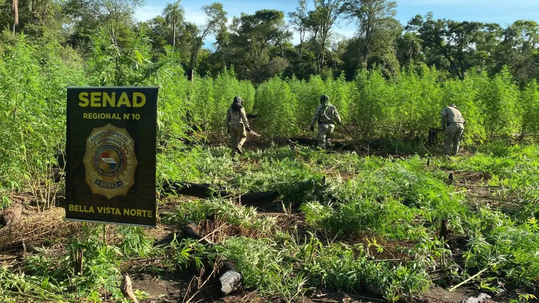 SENAD elimina centro de producción y acopio de marihuana en Amambay