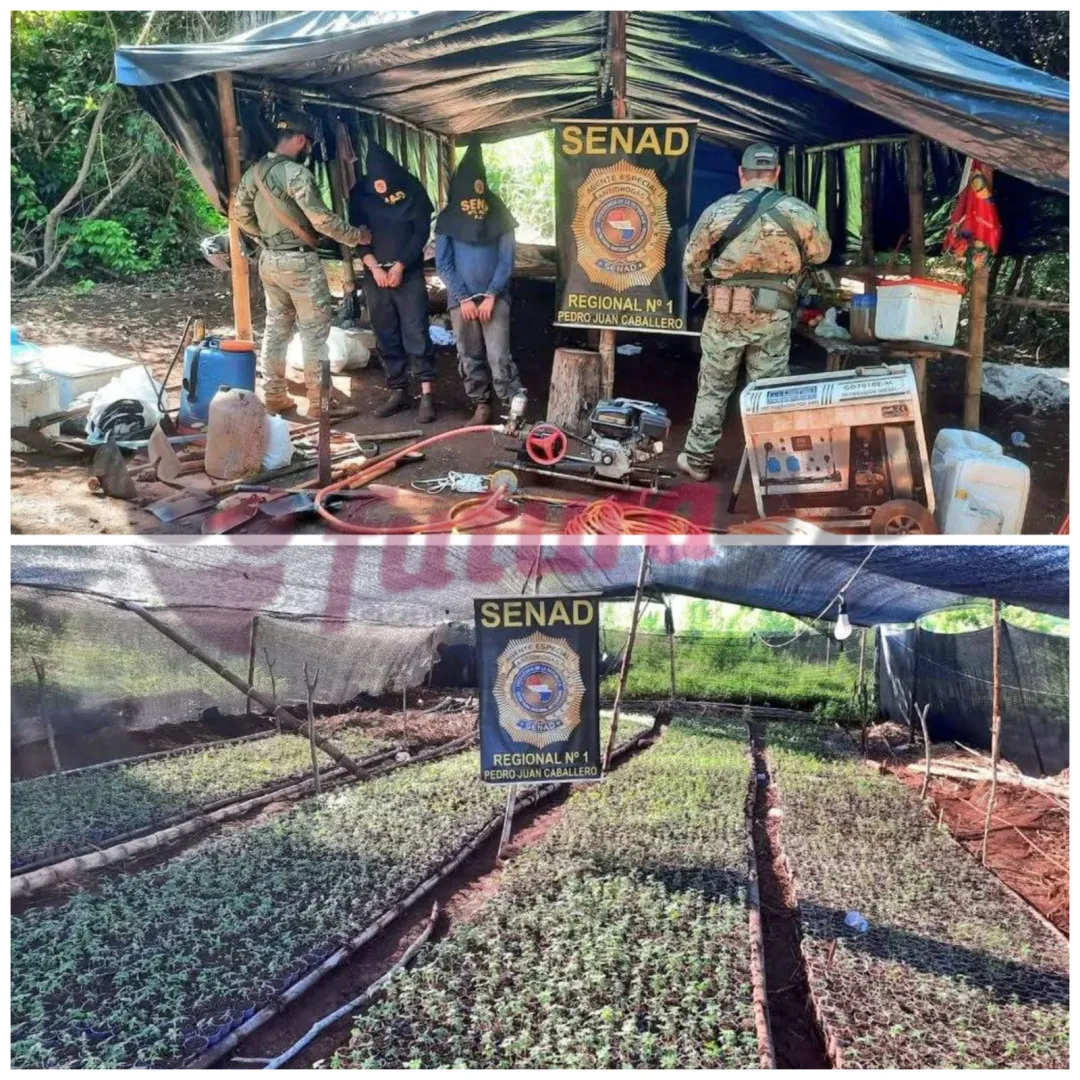 Desmantelan Base de Producción de Marihuana "Skunk" en Capitán Bado
