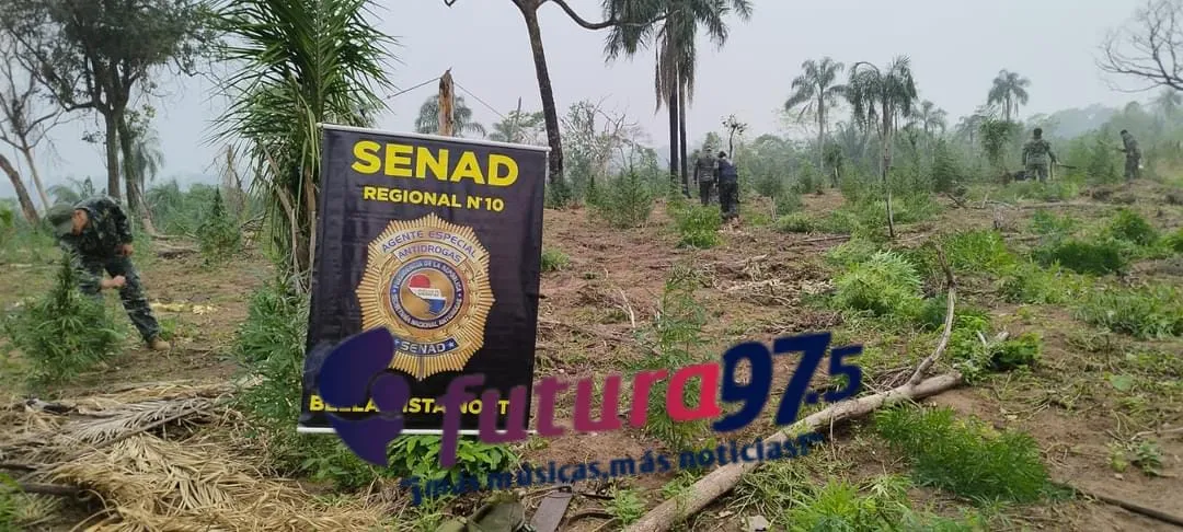 SENAD destruye 27 toneladas de marihuana en Bella Vista Norte, Amambay