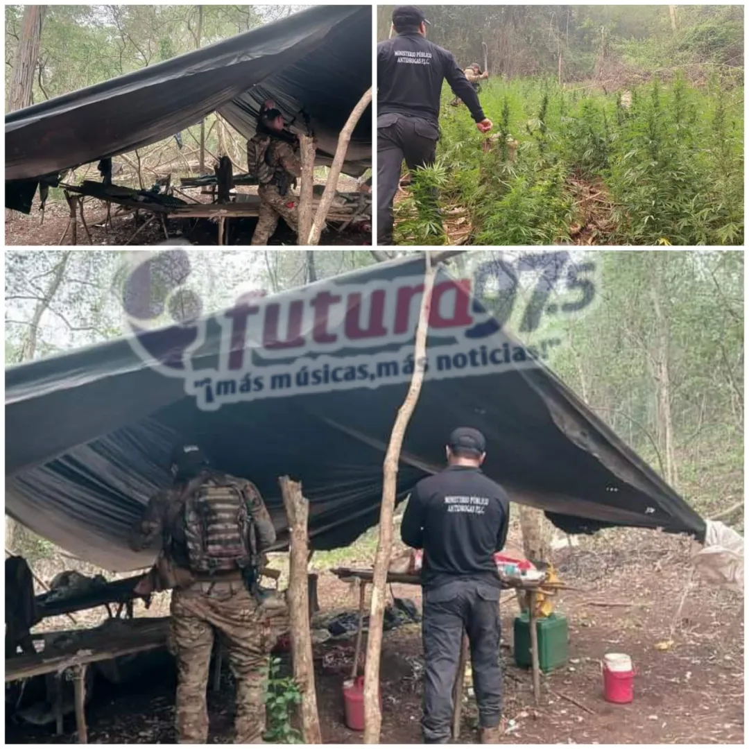 SENAD desmantela 24 toneladas de marihuana en Zanja Pytã