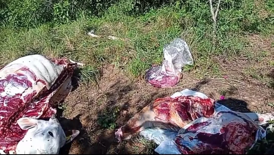 Crecen los casos de abigeato en la frontera