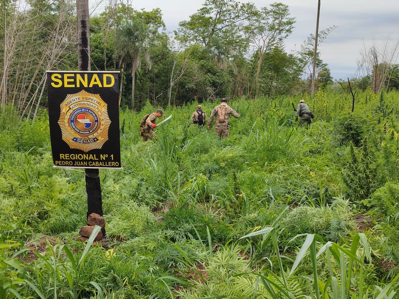 Eliminan 21 toneladas de marihuana en Amambay