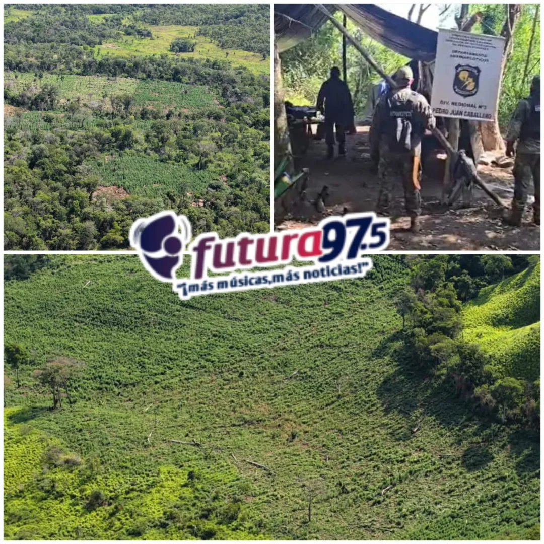 Antinarcóticos destruye 22 hectáreas de marihuana en Bella Vista Norte