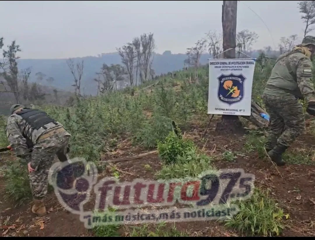 Destruyen plantación de marihuana en Amambay durante operativo antinarcóticos.