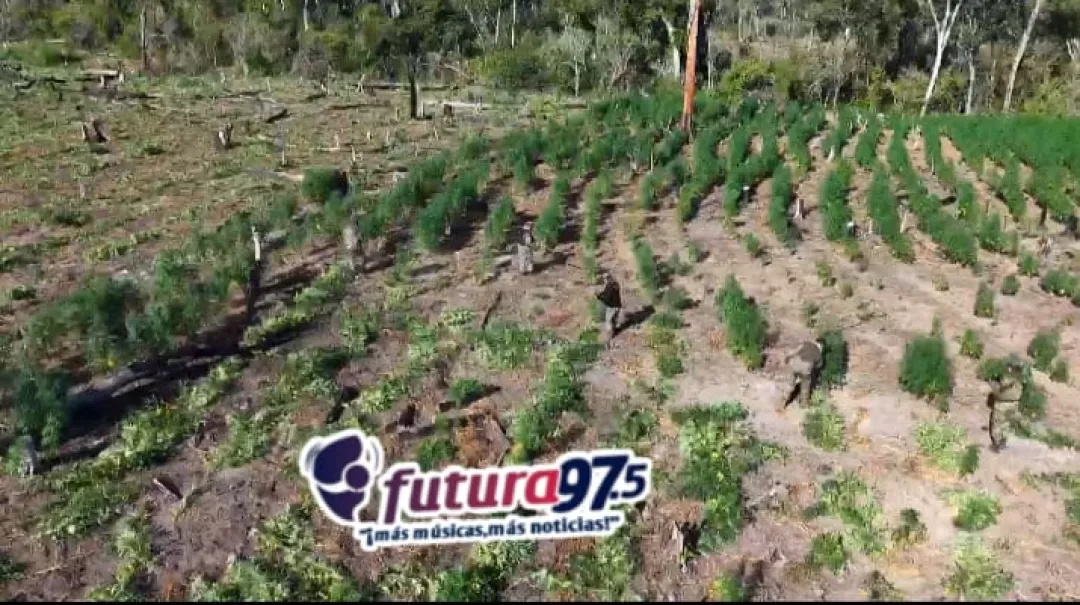 Antinarcóticos destruye 12 hectáreas de marihuana en Bella Vista Norte