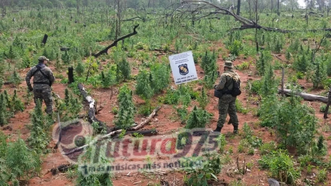 Antinarcóticos destruye plantación de marihuana en Amambay