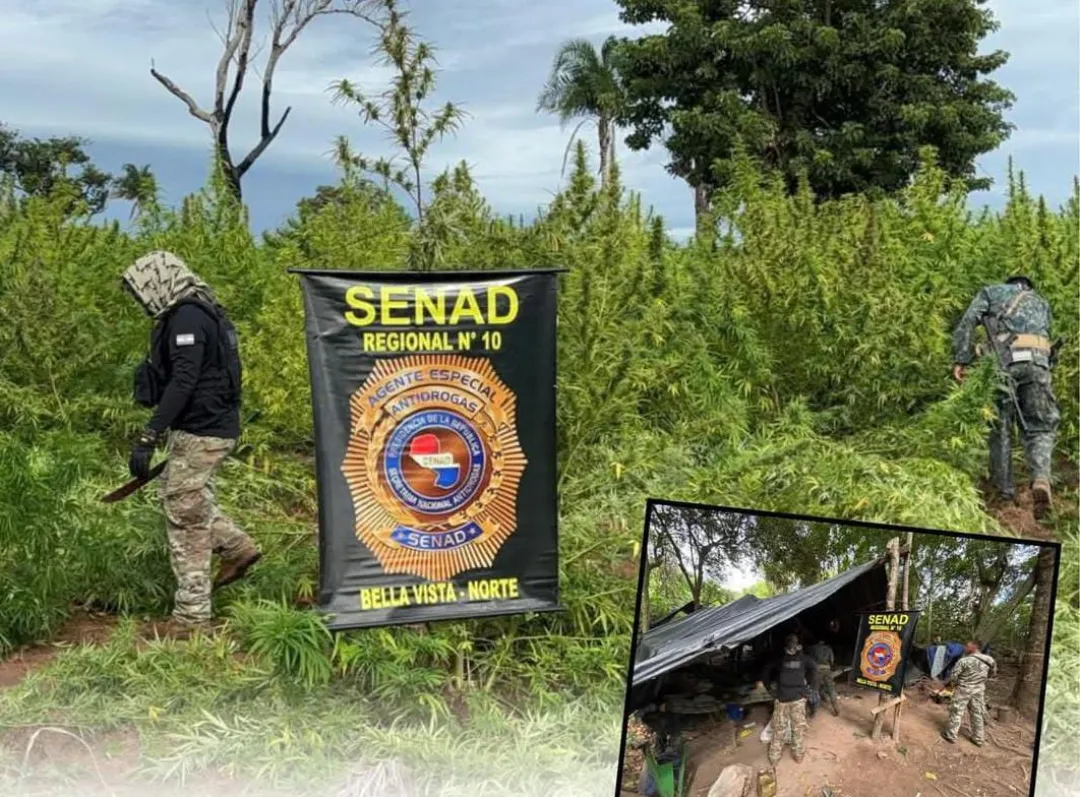 SENAD destruye 27 toneladas de marihuana en operativo rural
