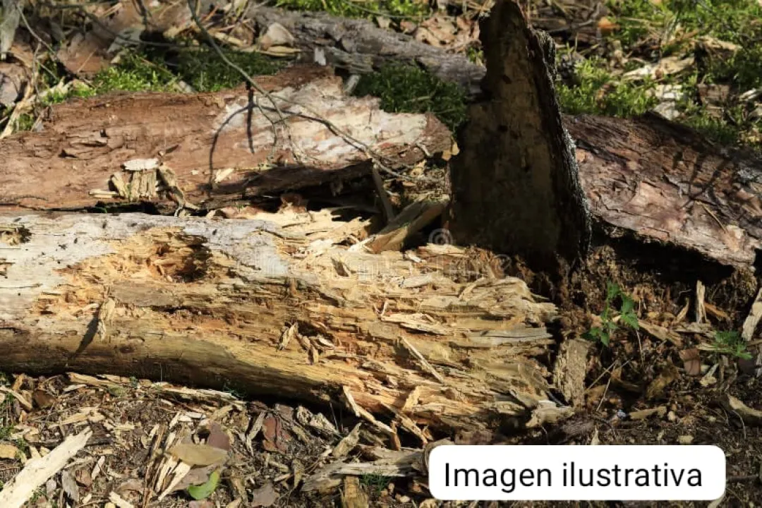 Hombre fallece tras caída de un árbol en una estancia durante tormenta